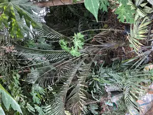 10feet+ Triangle Palm From Sell