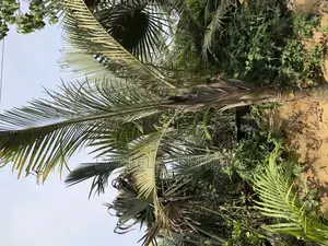 10feet+ Triangle Palm From Sell