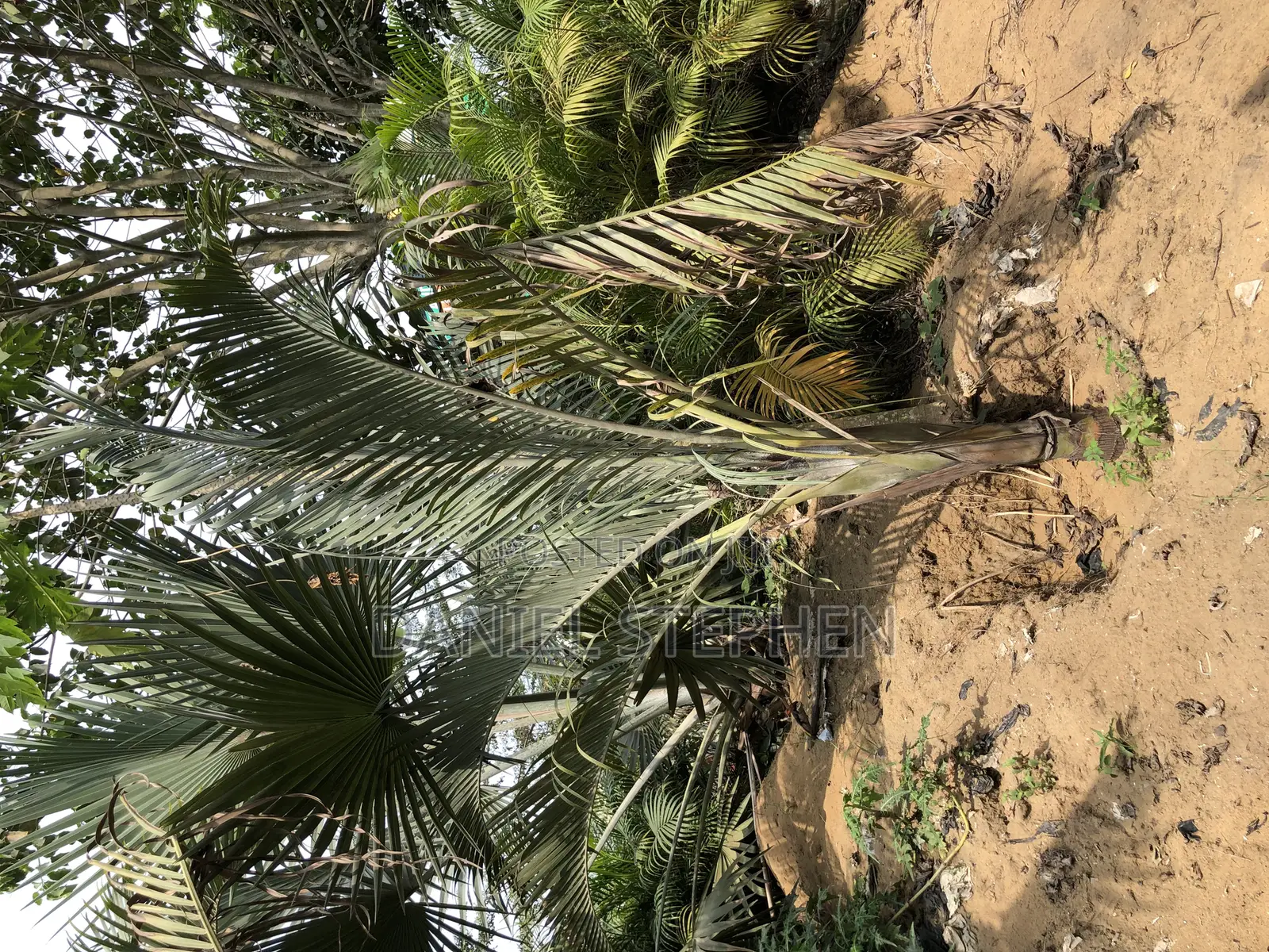 10feet+ Triangle Palm From Sell