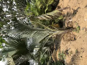 10feet+ Triangle Palm From Sell