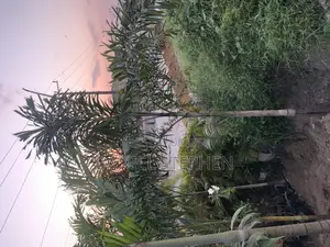 8 Feet Plus Foxtail Palm