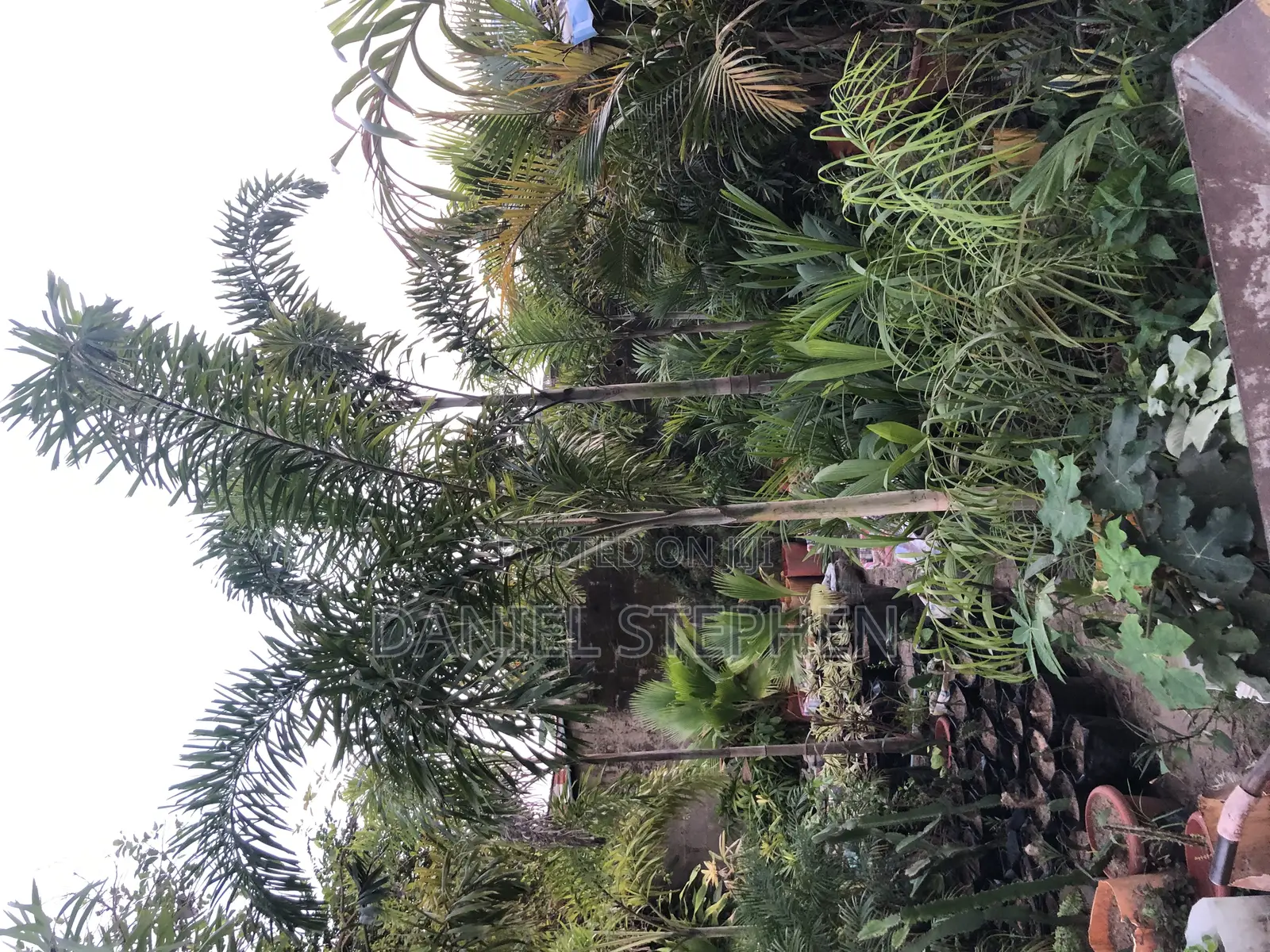 8 Feet Plus Foxtail Palm
