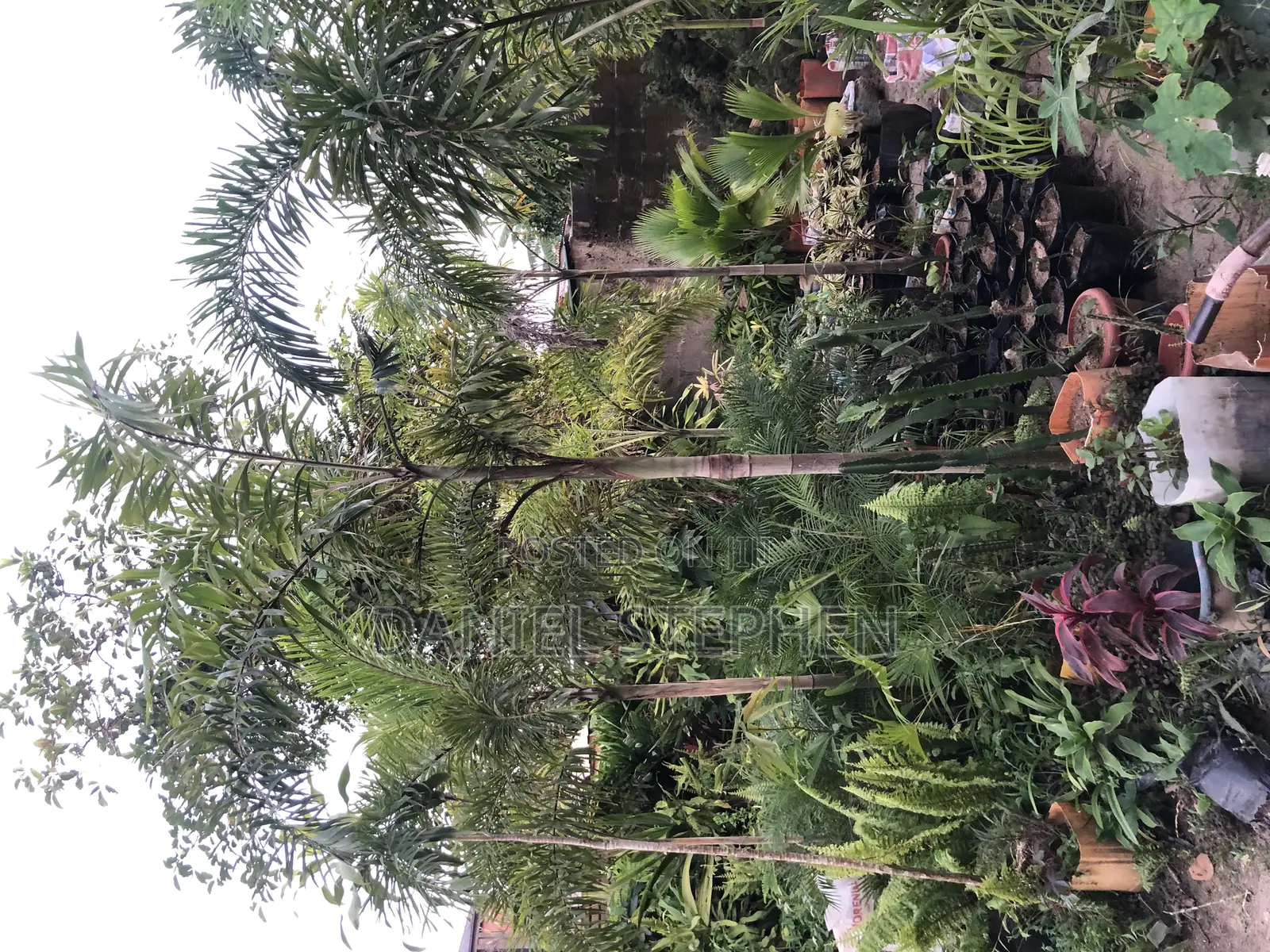 8 Feet Plus Foxtail Palm