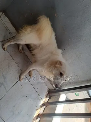 3-6 months Male Purebred American Eskimo