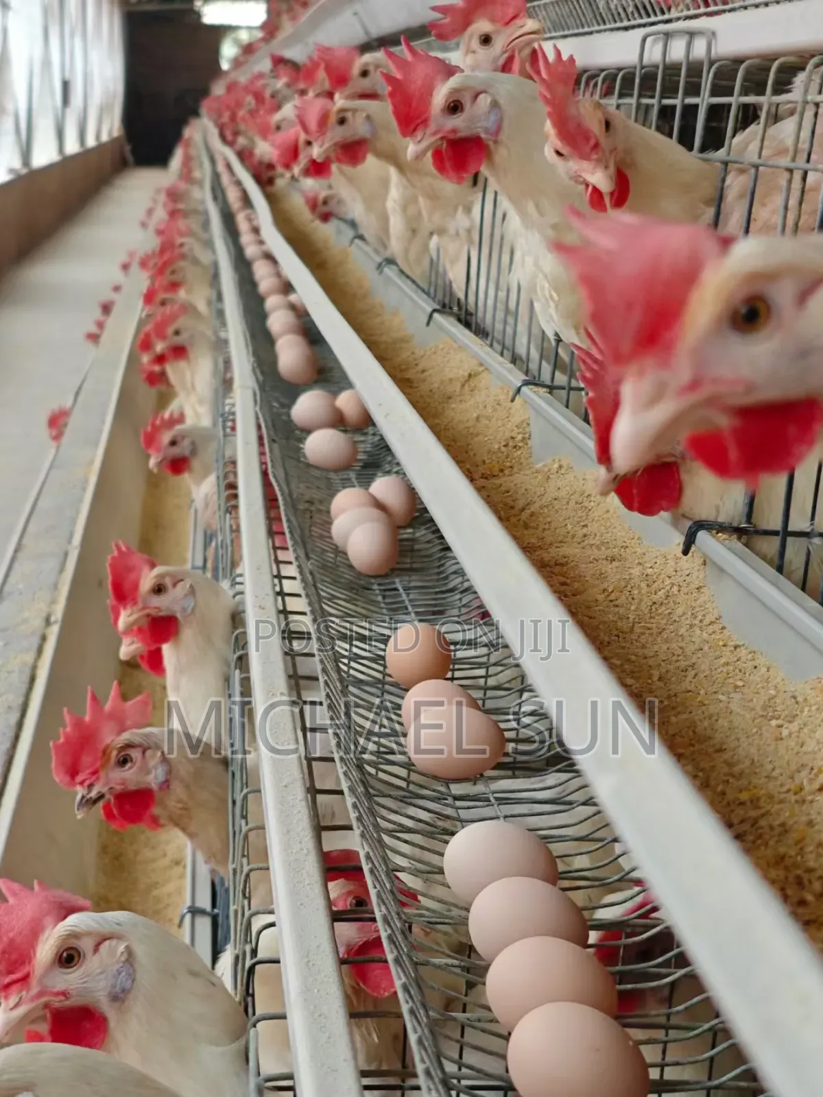 Automatic Battery Cage Chicken Cages