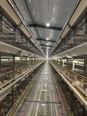Automatic Battery Cage Chicken Cages