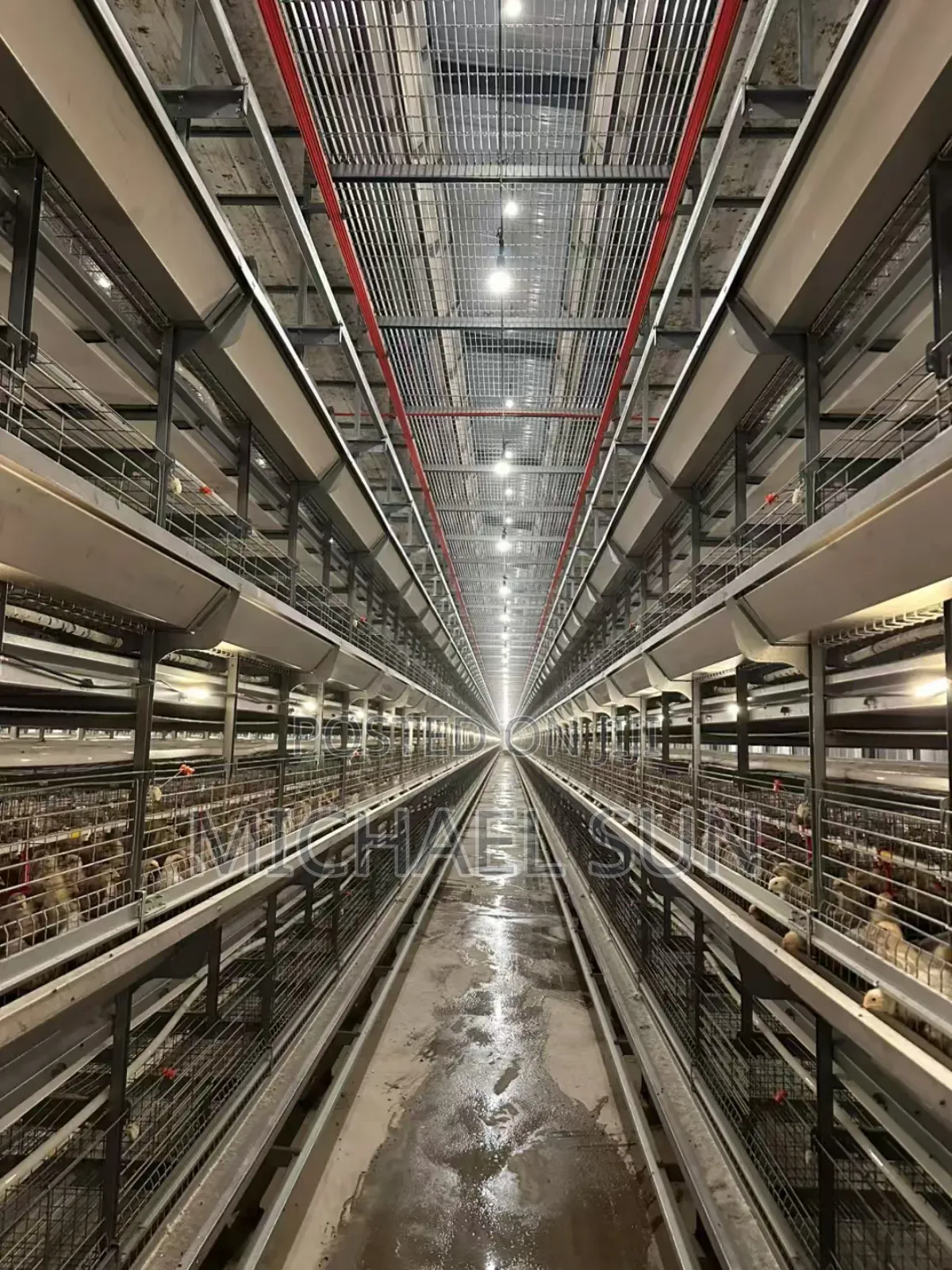 Automatic Battery Cage Chicken Cages
