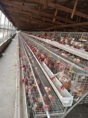 Layers Cage for Commercial Famers