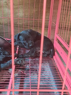 1-3 months Female Purebred Cane Corso