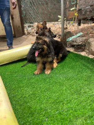 1-3 months Female Purebred German Shepherd