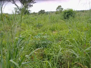 Photo - Farming Land