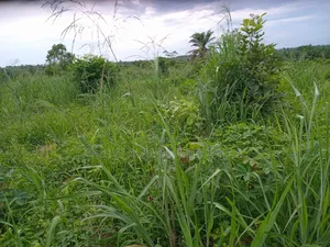 Photo - Farming Land