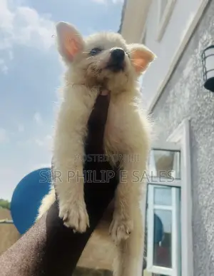 1-3 months Female Purebred American Eskimo