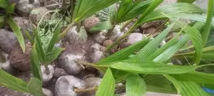 Dwarf Hybrid Coconut Seedlings