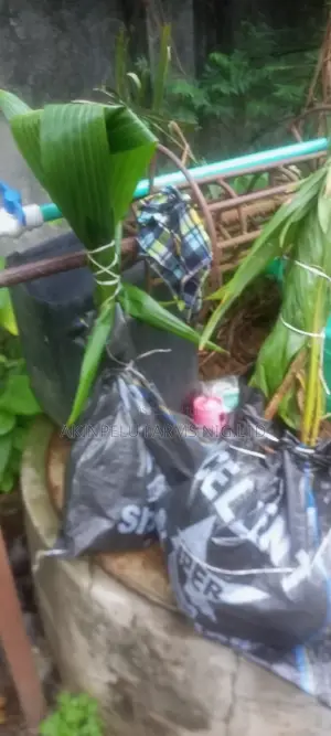 Dwarf Hybrid Coconut Seedlings