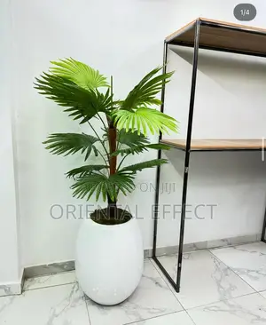Fan Palm With White Evo Pot