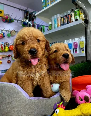 1-3 months Female Purebred Golden Retriever