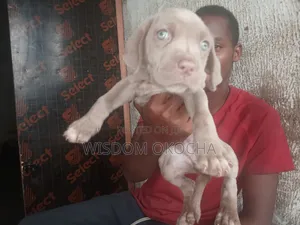 1-3 months Female Purebred Neapolitan Mastiff