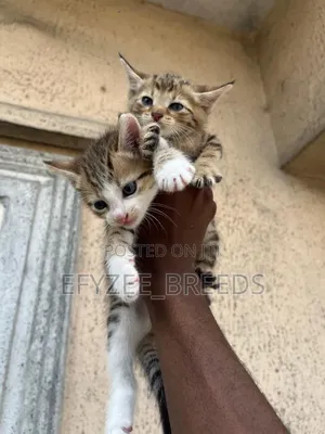 1-3 months Male Purebred American Wirehair