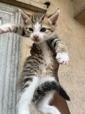 1-3 months Male Purebred American Wirehair