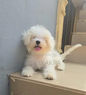 1-3 months Male Purebred Lhasa Apso