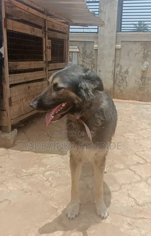 1+ year Female Purebred German Shepherd