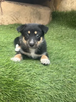 1-3 months Male Purebred German Shepherd