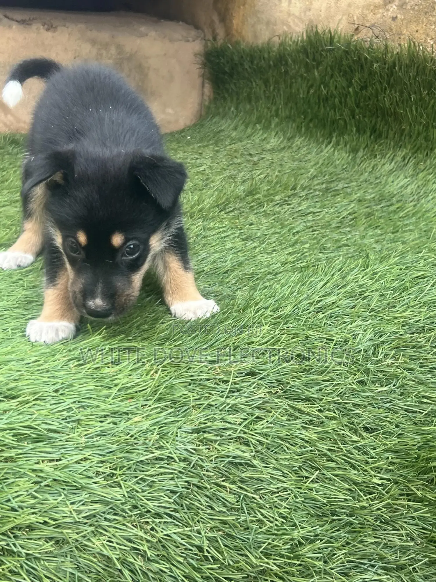 1-3 months Male Purebred German Shepherd