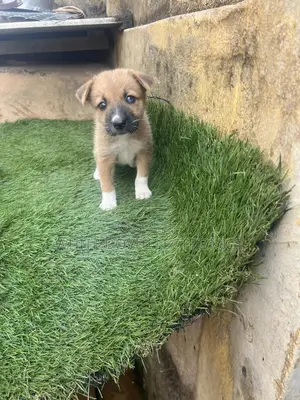 1-3 months Female Purebred German Shepherd