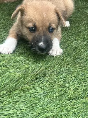 1-3 months Female Purebred German Shepherd