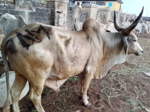 Premium Cows for Sale