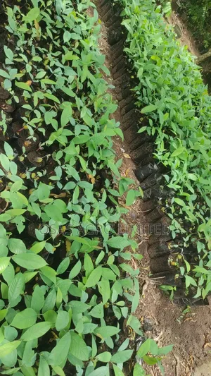 Ogbono Seedling ( Irvingia Wombulu )