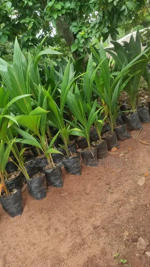 Hybrid Dwarf Coconut Seedlings