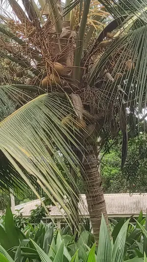 Hybrid Dwarf Coconut Seedlings