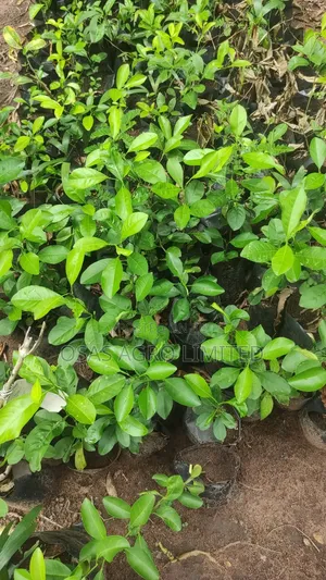 Hybrid Orange Seedling