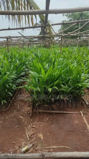 Tenera Palm Seedlings