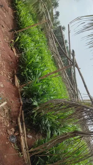 Tenera Palm Seedlings