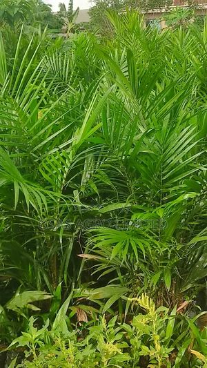 Tenera Palm Seedlings