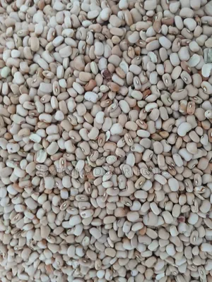 Picked Honey Beans (Another Type)