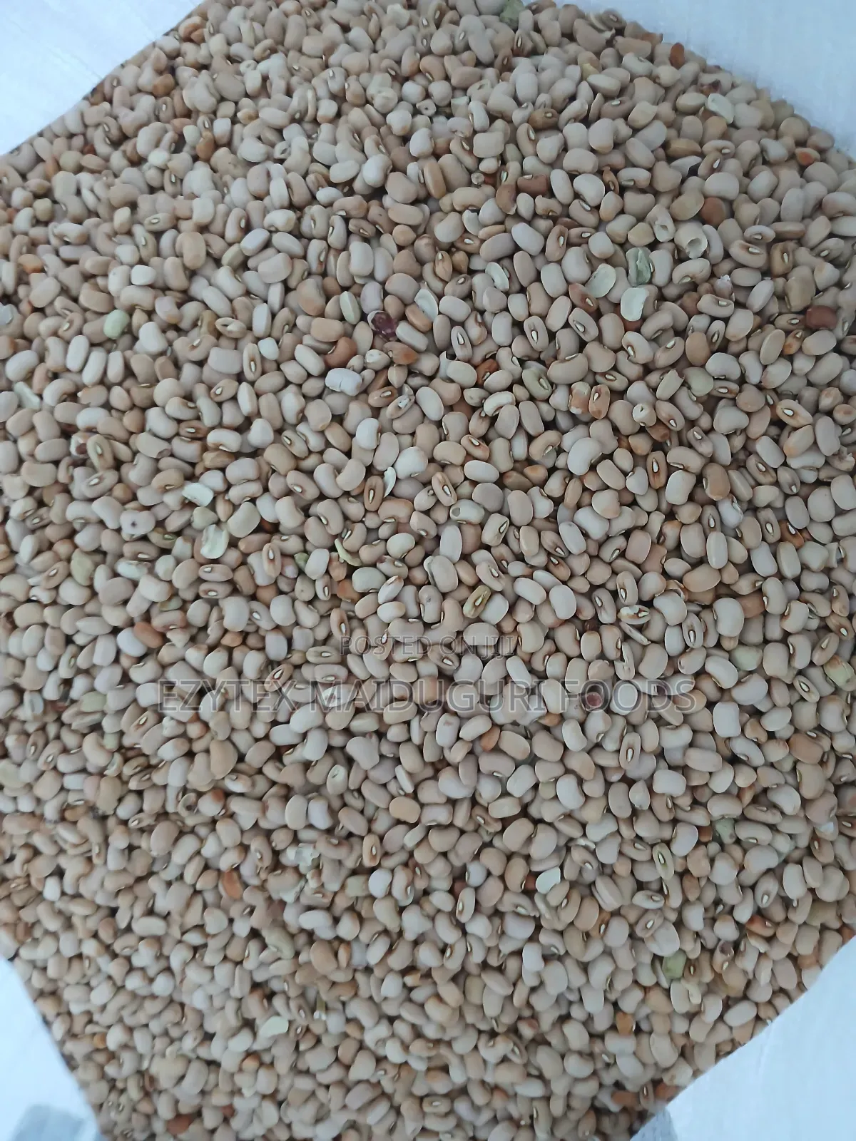 Picked Honey Beans (Another Type)