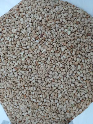 Picked Honey Beans (Another Type)