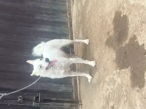 6-12 months Male Purebred American Eskimo