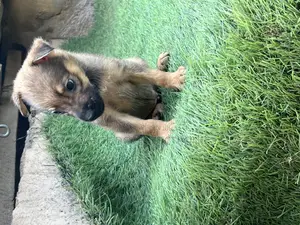 1-3 months Female Purebred German Shepherd