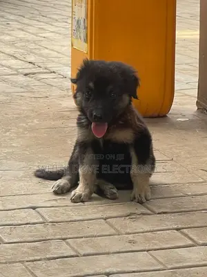 1-3 months Female Purebred German Shepherd