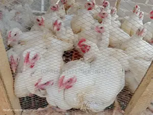 Easter Chickens