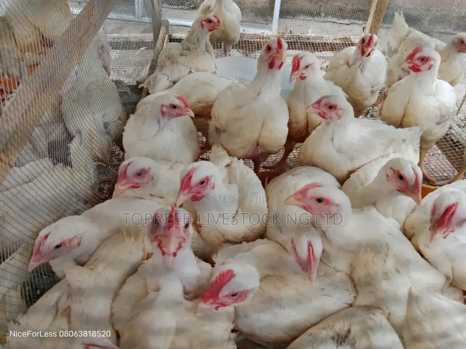 Easter Chickens