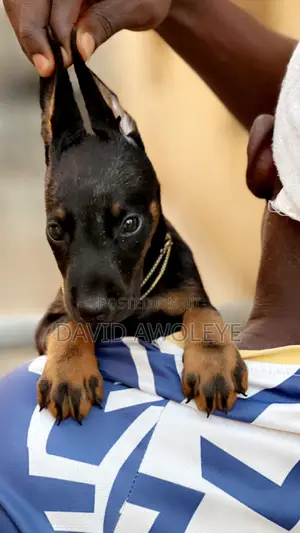0-1 month Female Purebred Doberman Pinscher
