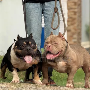 3-6 months Female Purebred American Bully