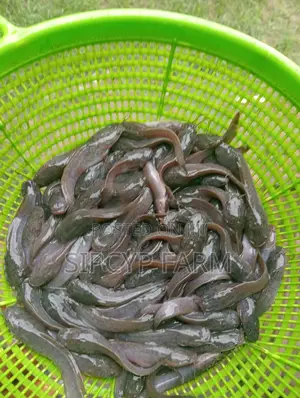 Grow Big, Grow Fast With Sipcyp Farm