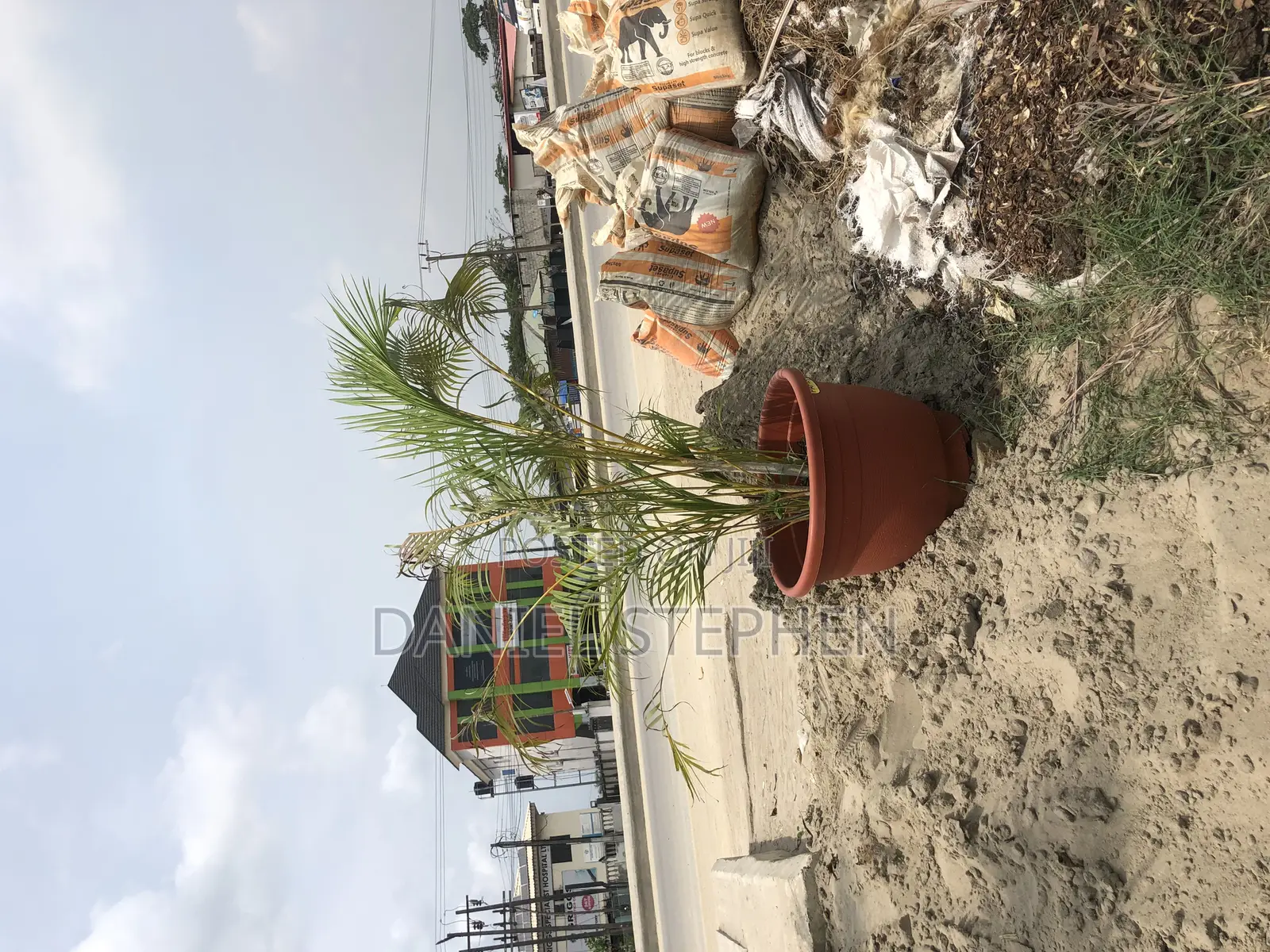 Golden Palm in Pot for Sell